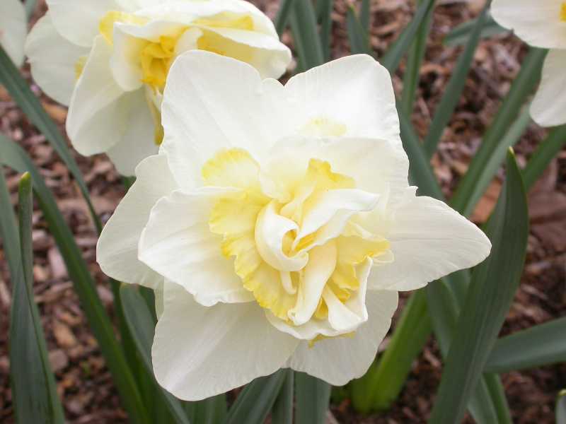 Narcissus 39;White Lion39;  Plant Finder