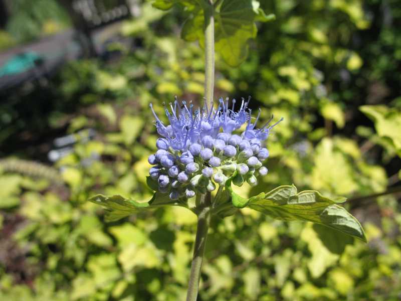 caryopteris incana