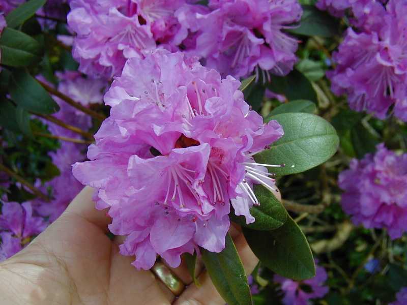 PJM Rhododendron