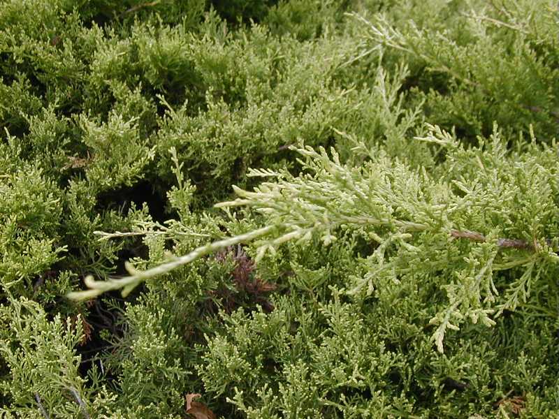 Juniperus × pfitzeriana 'Gold Coast' - Plant Finder