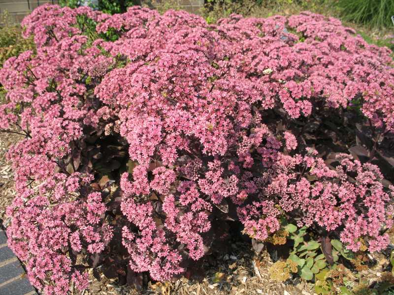 Botanical name for blackjack