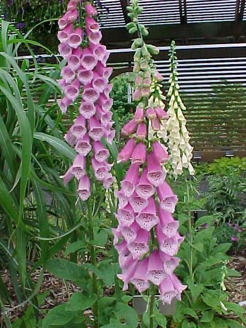 How To Grow Digitalis Purpurea From Seed