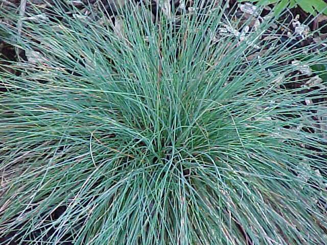 Ornamental Blue Grass Picture 101