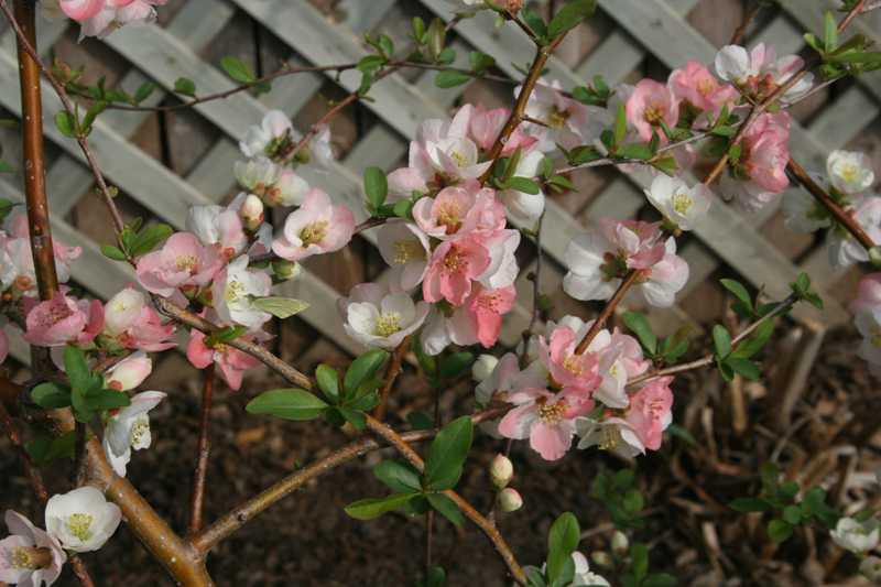 Chaenomeles Speciosa