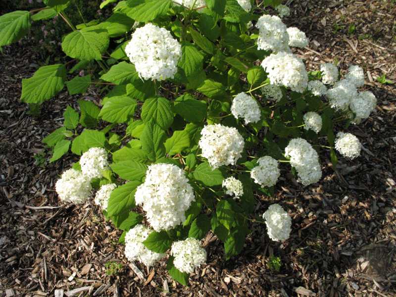 Hydrangea arborescens Ryan Gainey