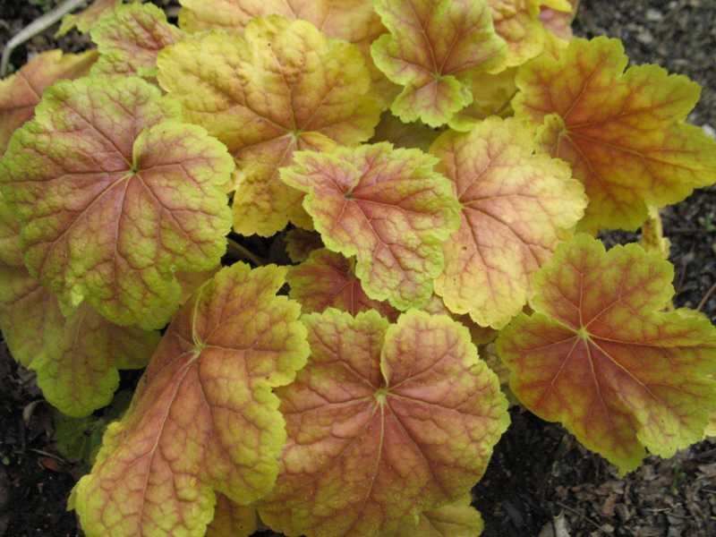 tiramisu Heuchera   Finder 'Tiramisu'  heuchera Plant