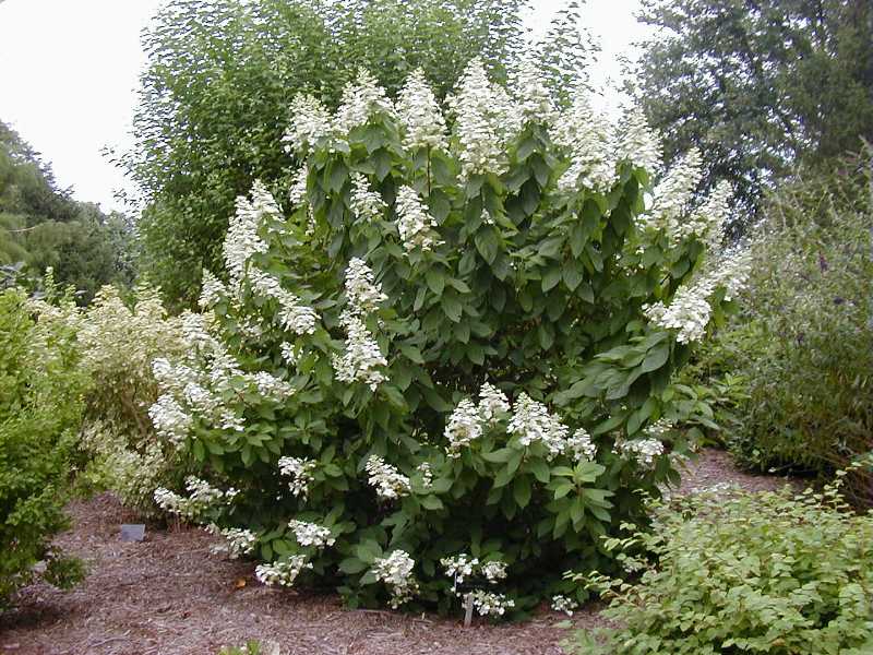 that gets large in a hurry, this is your plant! One of the last shrubs 