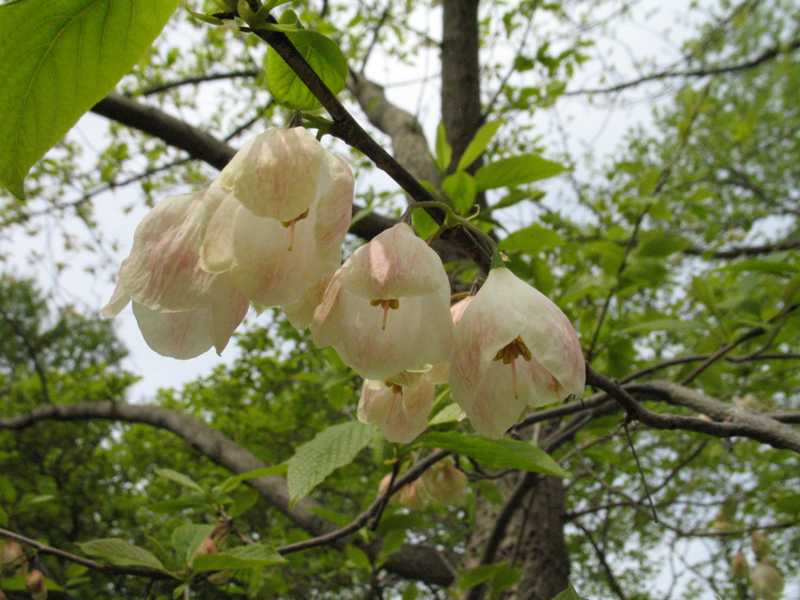 Halesia Monticola