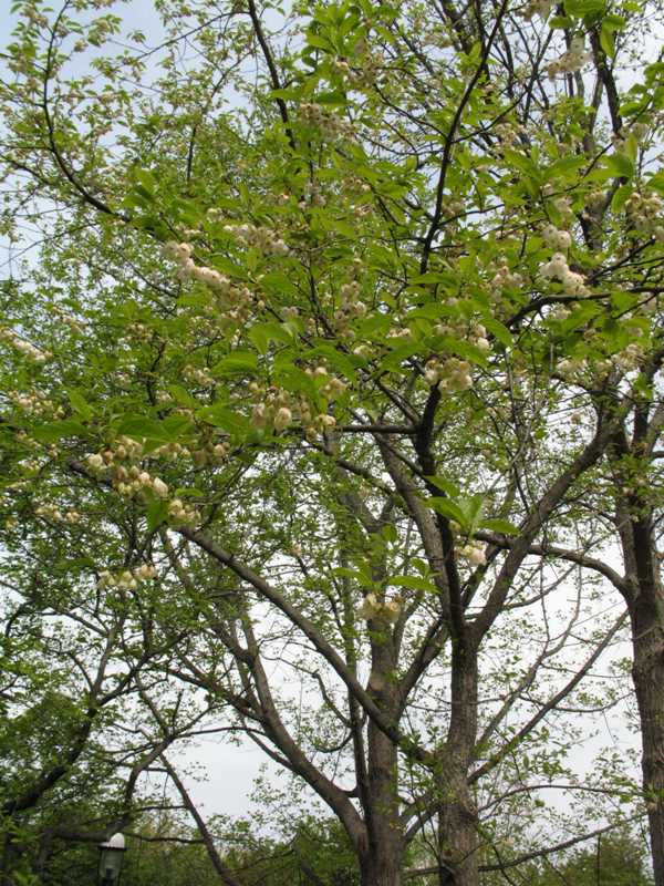 Halesia Monticola