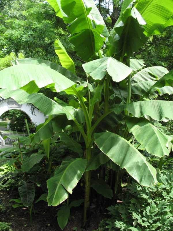 Musa Basjoo Banana