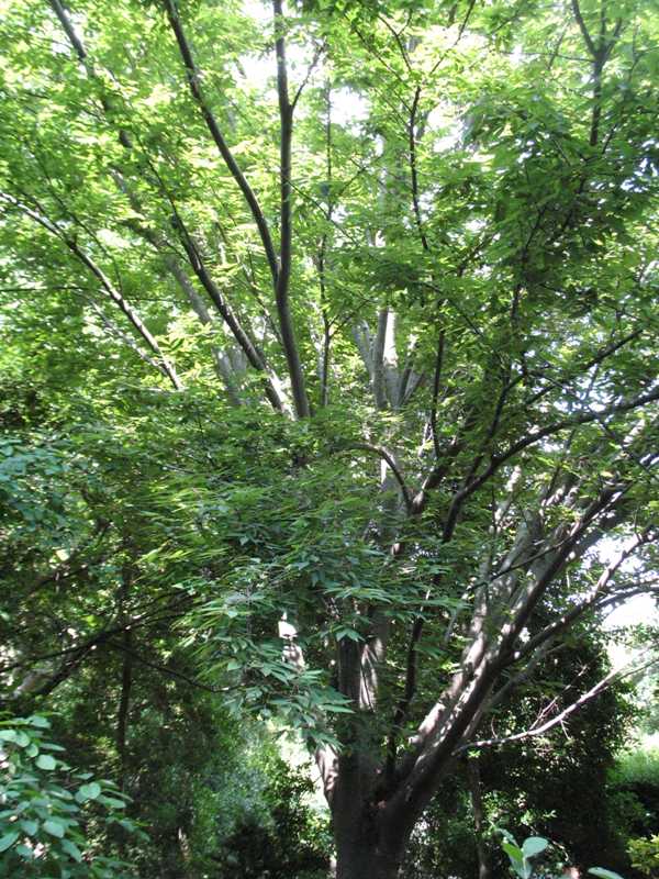 Zelkova+serrata+village+green