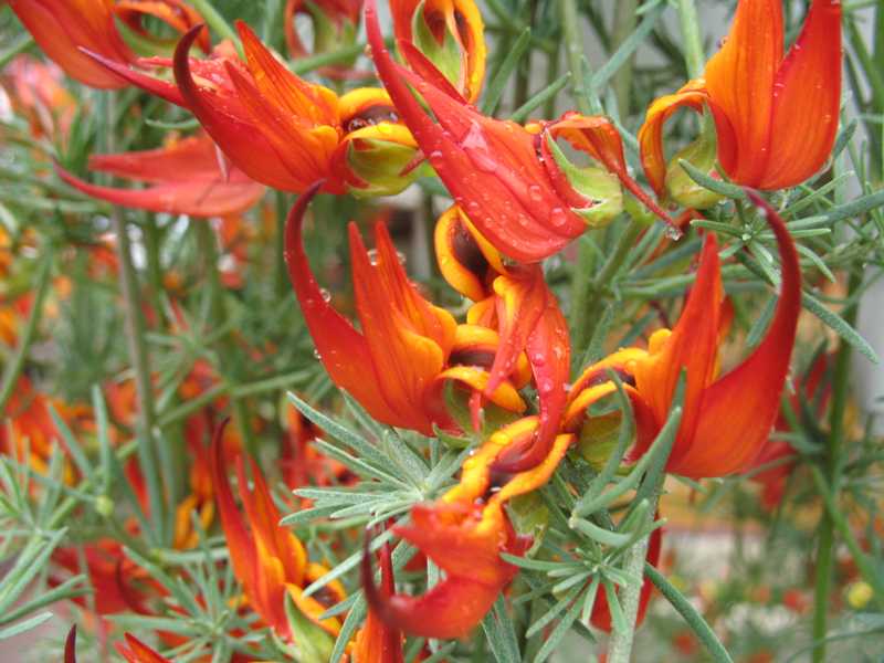 lotus berthelotii