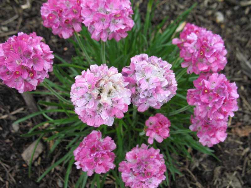 armeria maritima splendens