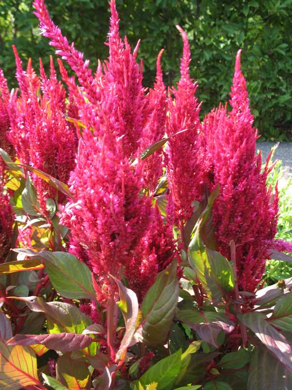 celosia argentea plumosa group new look plant finder celosia argentea plumosa group new look plant finder