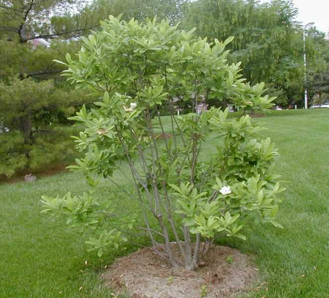 Magnolia virginiana