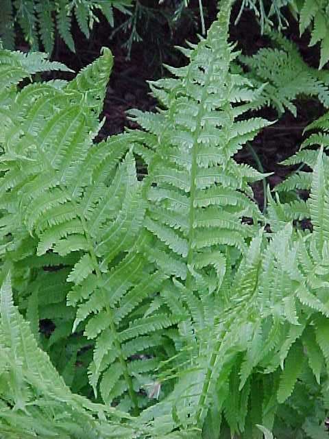 Ostrich Fern