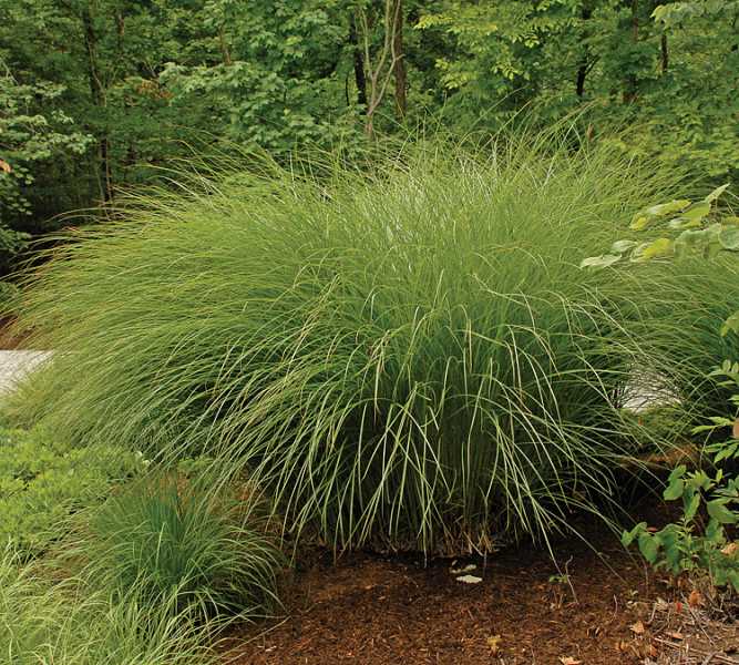 Gracillimus Japanese Silver Grass
