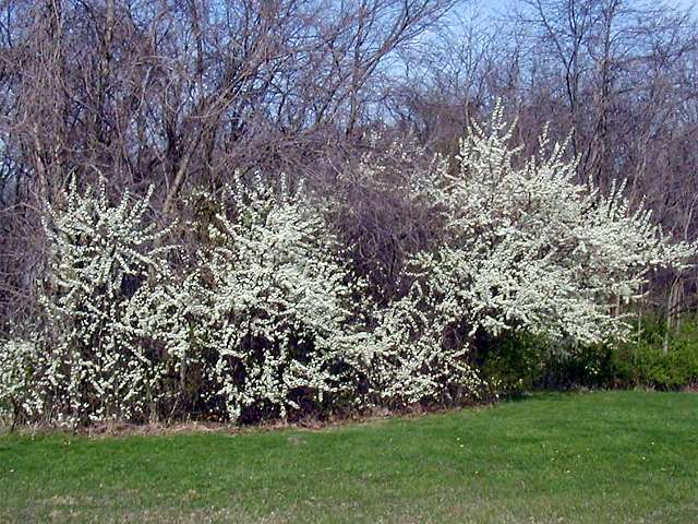 American Plum Shrub