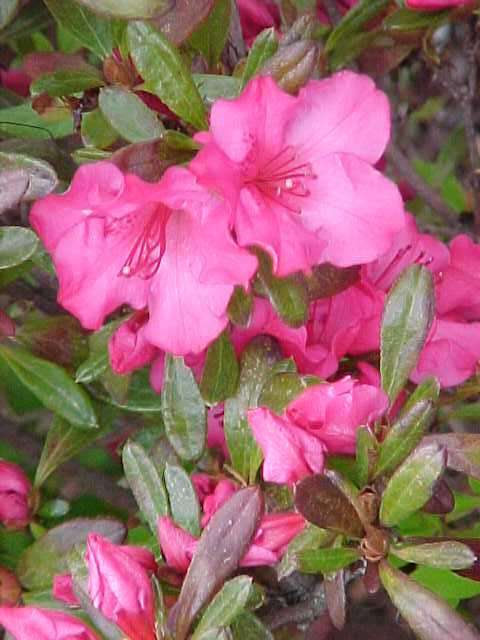 Azalea Girard Rose