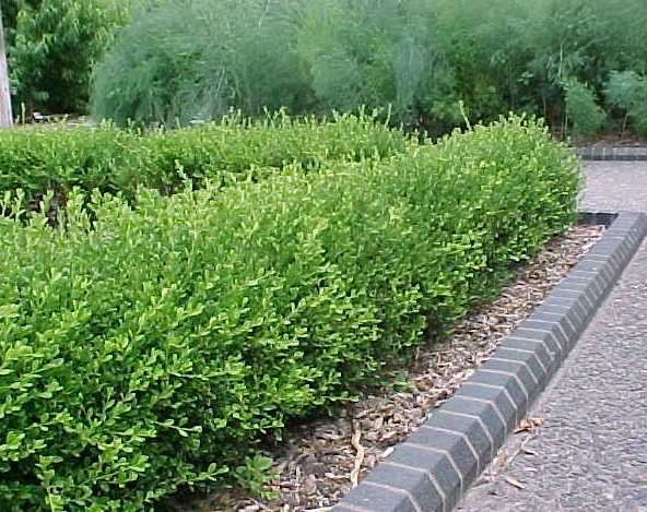 tried and true plants