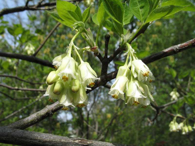 Staphylea Trifolia