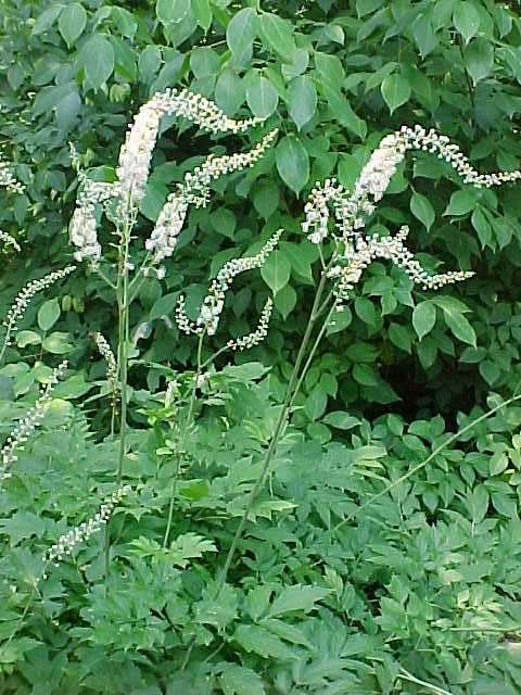 Actaea Racemosa