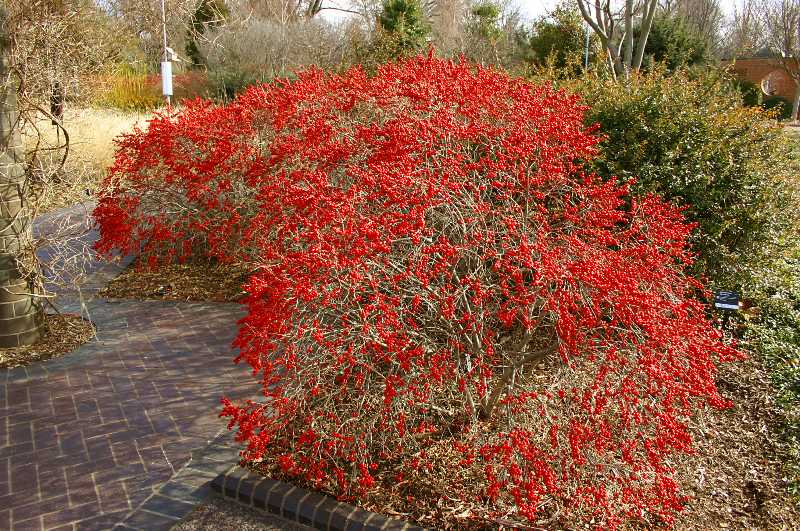 Winterberry Pollination Chart