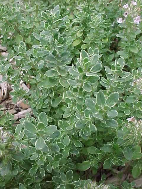 thymus vulgaris