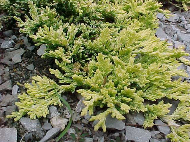 Juniperus Horizontalis