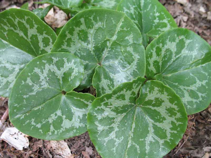 Asarum Shuttleworthii