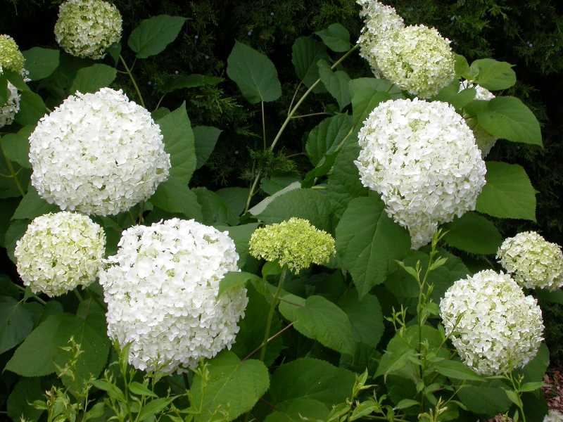 Hydrangea arborescens 39;Annabelle39;