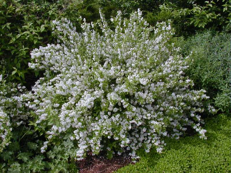Deutzia gracilis - Plant Finder
