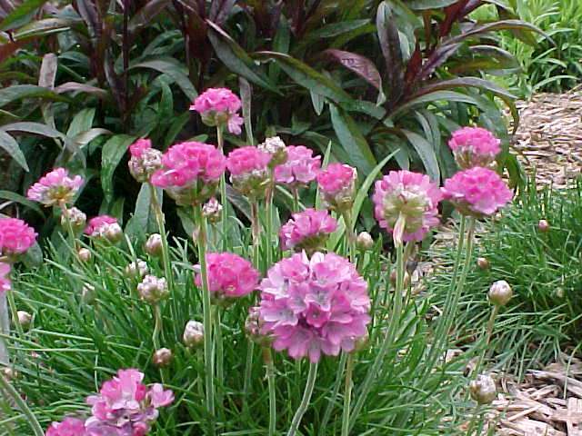 Armeria Maritima
