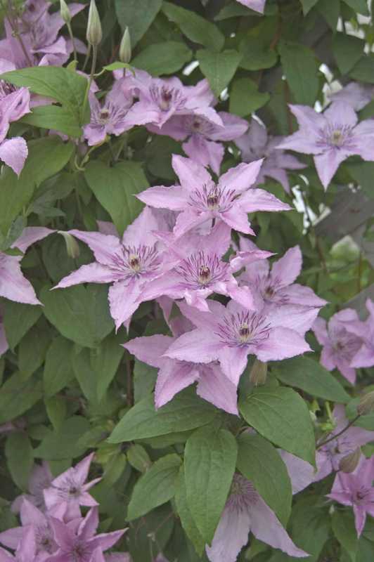 clematis hagley hybrid