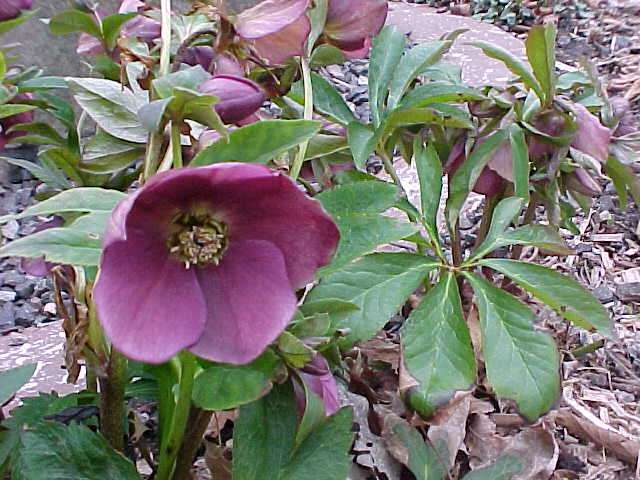 helleborus 215 hybridus ballard s group plant finder helleborus 215 hybridus ballard s group plant finder