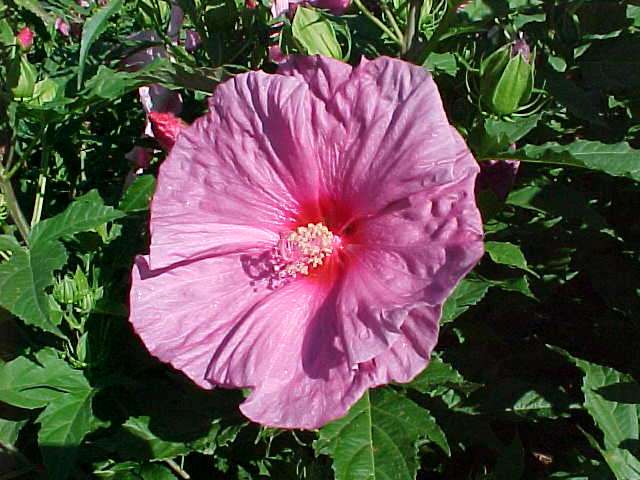 Click Here for hardy hibiscus