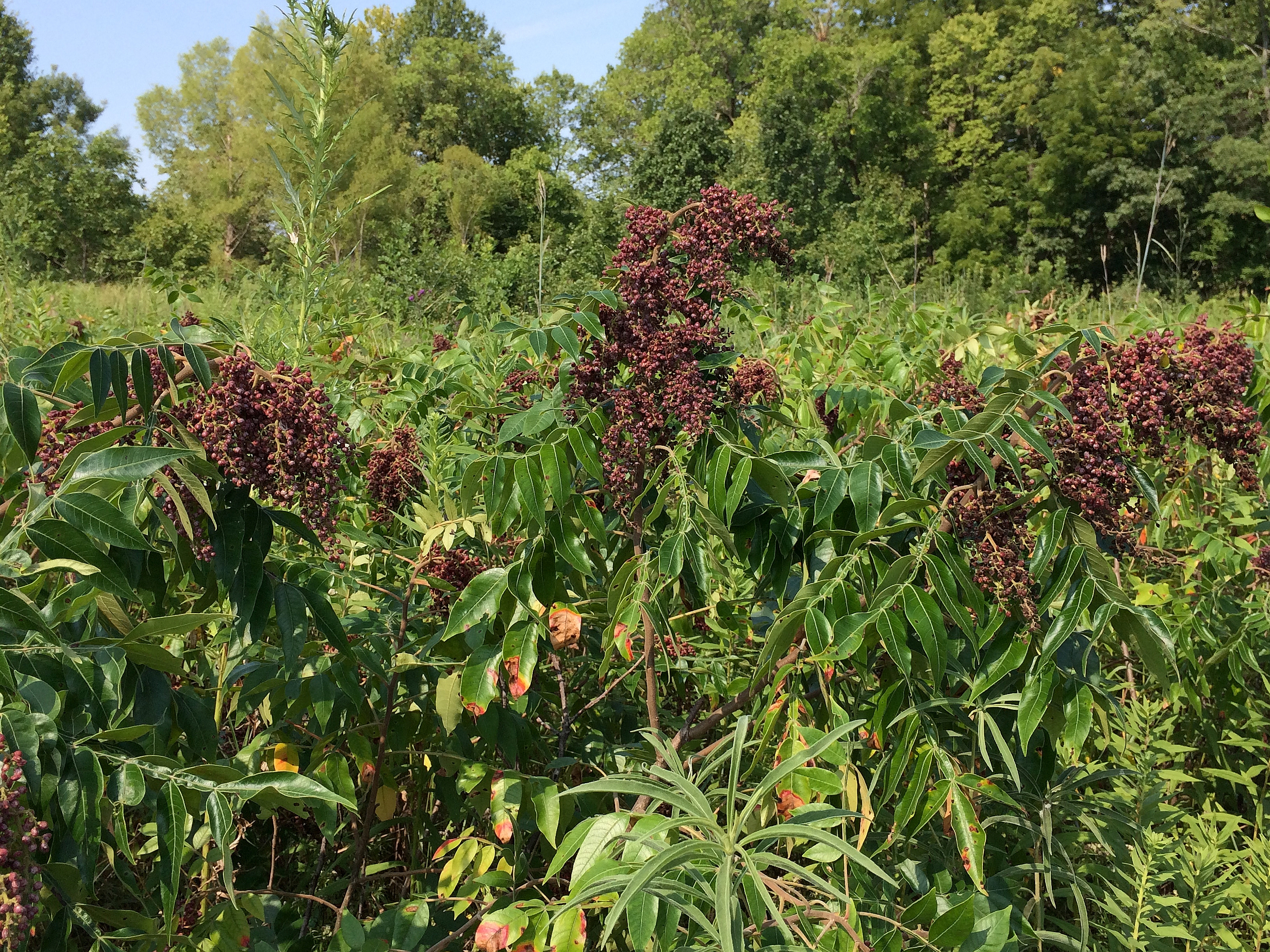 Edible plants in missouri information