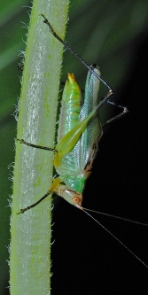 Black-legged meadow katydid Orchelimum nigripes male