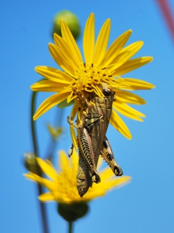 Differential grasshopper Melanoplus differentialis eats flowers of Silphium terebinthinaceum