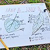 Leaf comparison drawings
