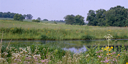 Landscape of flowers in foreground, lake in background