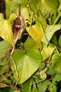 Aristolochia pichichensis