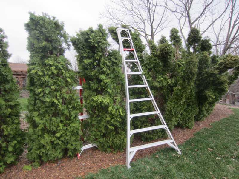 Repairing Damaged Arborvitae Home Gardening Blog