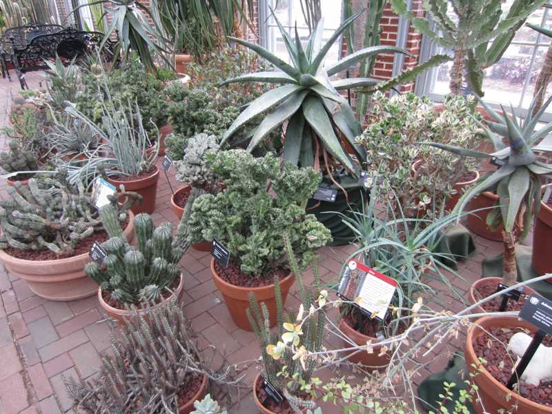 Cacti and Succulents on Display Home Gardening Blog