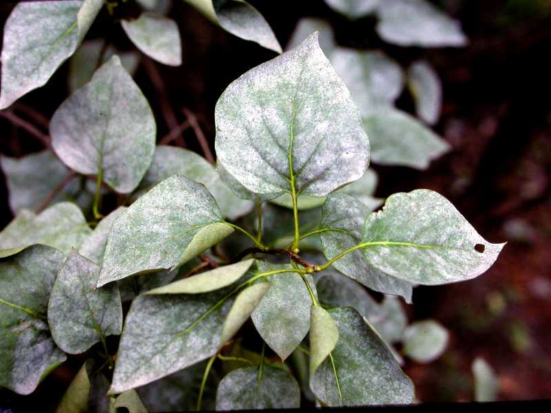 Controlling Powdery Mildew Home Gardening Blog
