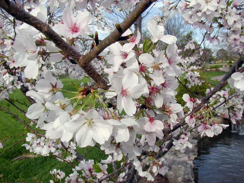 Did you know that Flowering Cherry Trees.....? - Home ...
