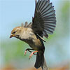 Bird in flight