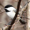 Chickadee