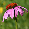 Purple Coneflower