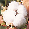 Cotton boll
